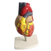 Human Life Size Anatomical Emulation