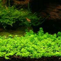 Hemianthus callitrichoides Cuba (in-vitro) puszka 10cm XXL