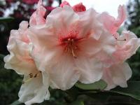 RHODODENDRON HANIA jasnoróżowe kwiaty różanecznik