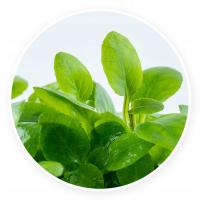 Lobelia cardinalis mini [2 шт.] водная разведение