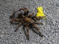 PAJĄK PTASZNIK PAMPHOBETEUS MASCARA SAMICA 2-2,5DC SPIDERS LABORATORY