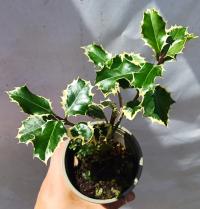 Ostrokrzew kolczasty Argentea Marginata sadzonka P9