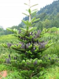 JODŁA KOREAŃSKA wyjątkowa ABIES KOREANA z szyszkami niebieskimi 100CM