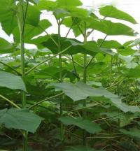 Быстрорастущее Аэробное Дерево Paulownia Shan Tong