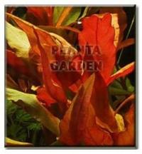 Alternanthera cardinalis [sadzonka]