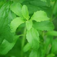 Stevia Rebaudiana подсластитель семена травы