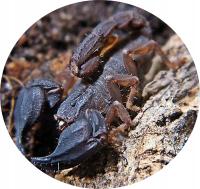 Chaerilus sp. “Java L2/3 (SpidersForge)