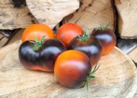 Pomidor Blue Clementine nasiona kolekcjonerskie