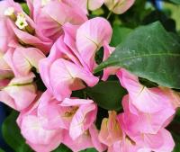 BUGENWILLA LIGHT PINK - BOUGAINVILLEA SADZONKA w P9