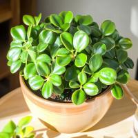 Peperomia Tetraphylla 'Hope' - GRUBE PĘDY -Okrągłolistna Pieprzówka Roślina