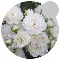 Почвопокровная Роза-Свани-белая-красивая-белый пух