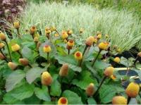 734. Akmelia Acmella oleracea