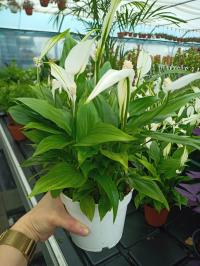 Spathiphyllum Skrzydłokwiat Peace Lily don 12cm Łza Maryi