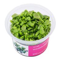 Utricularia Calycifida - Roślina do paludarium - kubek 6cm