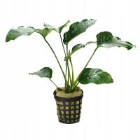 Anubias Barteri Bartera Koszyk Popularna Roślina do Akwarium