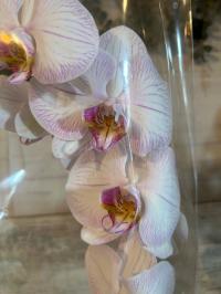 Орхидея живая JMP 1 побег 80 см большие цветы только 1 шт.