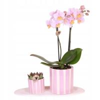 Zestaw prezentowy storczyk 'Pink S' - Phalaenopsis - W30cm