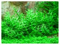 135. Gratiola Viscidula in vitro porcja 10szt