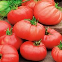 Pomidor Gruntowy Oxheart Bawole Serce Pomidory nasiona pomidorów odporne