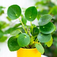 Pilea Peperomioides-монетный завод-круглые монетные листья легко выращивать