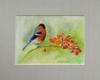 ptak gil akwarela na papierze