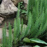 Przęstka - Hippures - Oczko wodne, staw - roślina natleniająca - sadzonka