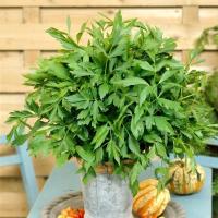 Садовый любисток ароматный афродизиак семена