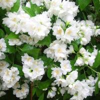 9 Jaśminowiec Lewisa Waterton