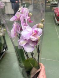 Storczyk żywy JMP 40cm multiflora 2 pędy brugres