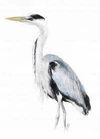 czapla siwa, ptaki Polski, akwarela, oryginał, format A4