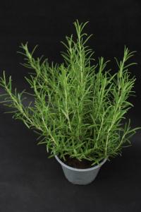 ROZMARYN. DRZEWKO zioła.