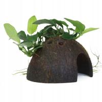 Anubias barteri var. nana - TROPICA (na grocie z kokosa)