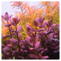 176. Bacopa Salzmanii Purple Fioletowa in vitro porcja 10 sadzonek