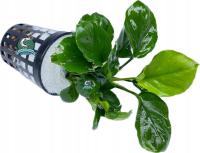 Anubias barteri 'Coffeefolia' [koszyk]