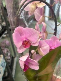 Storczyk żywy JMP 60/70cm washington formowany