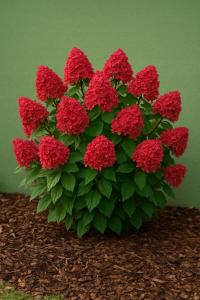 Гортензия букетная FRAISE MELBA интенсивный красный большой XXL саженец. C2