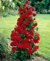 Роза плетистые розы смешанные цвета морозостойкие