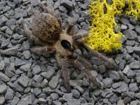 ПАУК ТАРАНТУЛ CERATOGYRUS BRACHYCEPHALUS САМКА 2.5 DC 