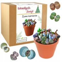 НАБОР ДЛЯ ВЫРАЩИВАНИЯ КАКТУСОВ ЖИВЫЕ КАМНИ ЛИТОПС СУККУЛЕНТЫ СЕМЕНА 10 ШТ