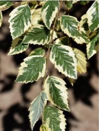 Береза черная шило брызг привита на стволе