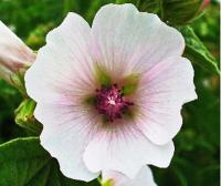 Prawoślaz Lekarski Mrozoodporna Nasiona