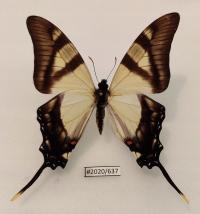 Бабочка Eurytides serville самец 80 мм.