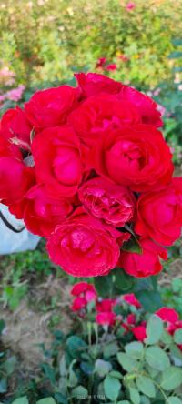 Róża parkowa seledynowa BUKIETOWA w donicy 3l do ogrodu XXXL