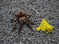 PAJĄK PTASZNIK PSALMOPOEUS REDUNCUS L4 