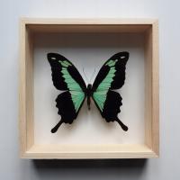 бабочка в витрине 13x13 Papilio phorcas