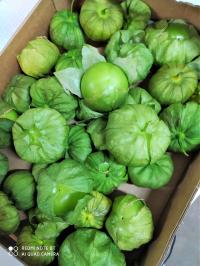 TOMATILLO ŚWIEŻE (miechunka pomidorowa) 1kg UNIKAT