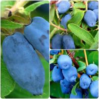 Jagoda kamczacka Pakiet N1 Wojtek, Zojka, Jolanta 1L