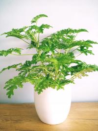 Герань Ангинка лекарственное растение Pelargonium graveolens XL