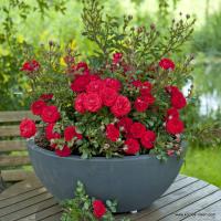 Миниатюрная Роза-Zwergenfee 09