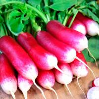 Редис 18 дней-самый быстрый урожай растет через 18 дней